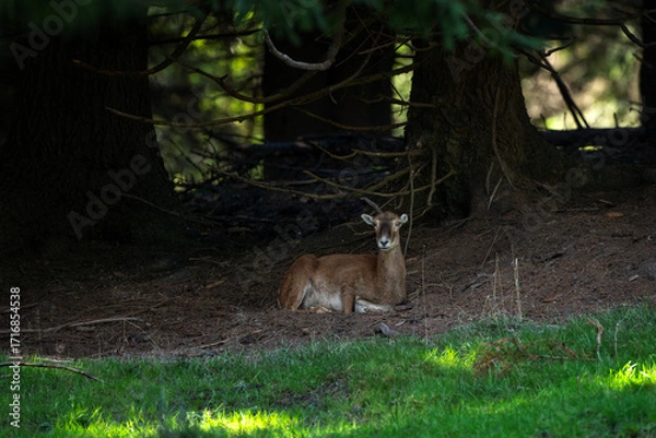 Fototapeta A mouflon in autumn. A ovis aries musimon in its natural habitat. A mouflon on the meadow. 