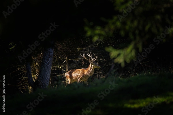 Fototapeta A red deer during the rutting season. Herd of the red deer in natural habitat in autumn. 