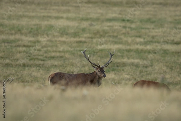 Fototapeta A red deer during the rutting season. Herd of the red deer in natural habitat in autumn. 