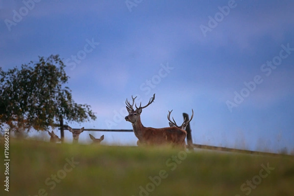 Fototapeta A red deer during the rutting season. Herd of the red deer in natural habitat in autumn. 