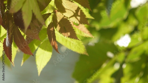 Fototapeta 木漏れ日　木の葉