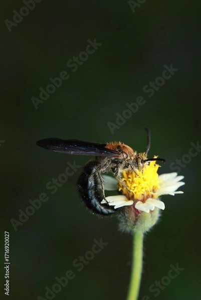 Fototapeta This image shows the Blue-winged Wasp (family Scoliidae), an ecological parasitoid of beetle larvae that contributes to natural pest control. It also aids in pollination while feeding on nectar.