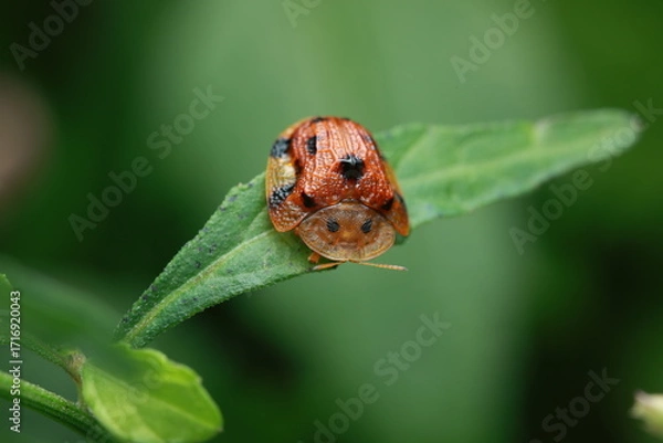 Fototapeta Charidotella sexpunctata perched on a green leaf. Its transparent shell can change color from gold to red when disturbed. A small beetle in the family Chrysomelidae with distinct black spots.
