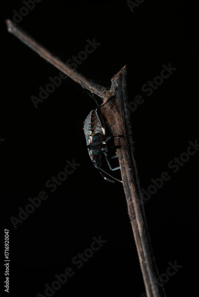 Fototapeta The green stink bug (Pentatomidae) is a medium-sized, shield-shaped insect with a bright green or greenish-brown body, two antennae, and six legs. It perches on plant branches, 