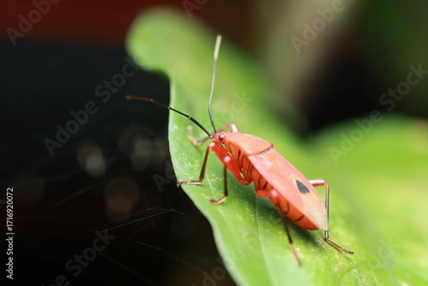 Fototapeta The image depicts a red cotton bug (Dysdercus cingulatus) or a red assassin bug , members of the order Hemiptera. It has a bright red body with black wings and legs, perched on a green leaf.