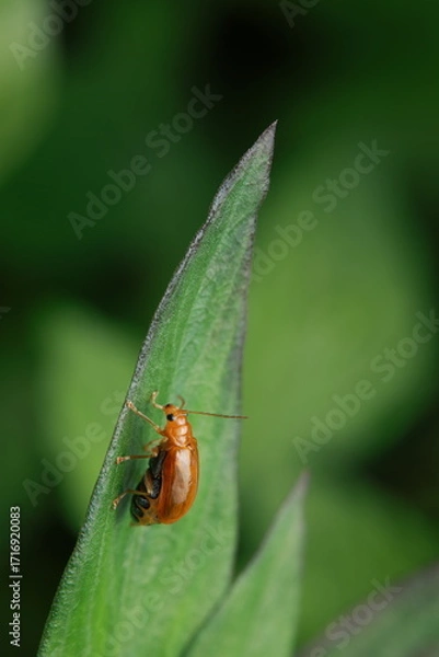 Fototapeta The red cucurbit leaf beetle (Aulacophora femoralis) is a small beetle with a bright red-orange, oval-shaped body, antennae, and legs. It is perched on green leaves, feeding on foliage.