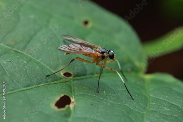 Fototapeta The image shows a stilt-legged fly  perched on a leaf. It has an orange-brown body, long thin hind legs, and translucent wings, exhibiting typical resting or foraging behavior in a natural environment