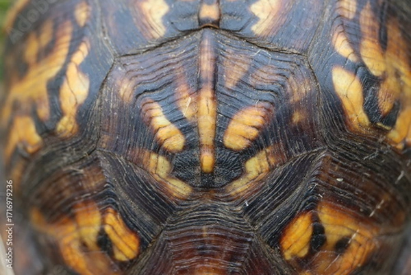 Obraz Macro closeup of a box turtle shell