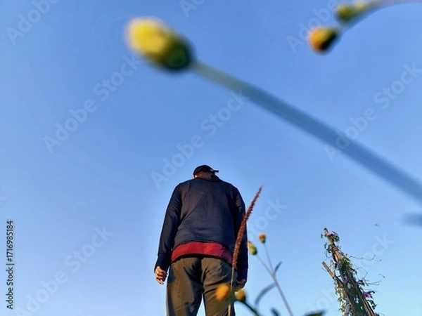 Fototapeta Person standing in a field, looking up at a clear blue sky, with wildflowers in the foreground.