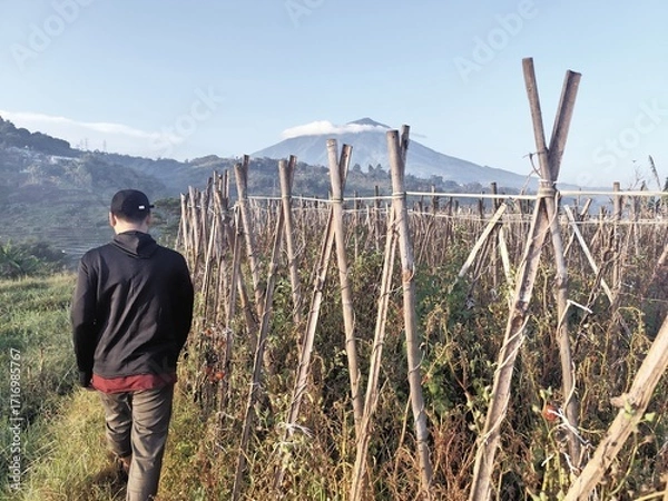 Fototapeta A person walks through a field of plants with wooden stakes, with a mountain in the background.
