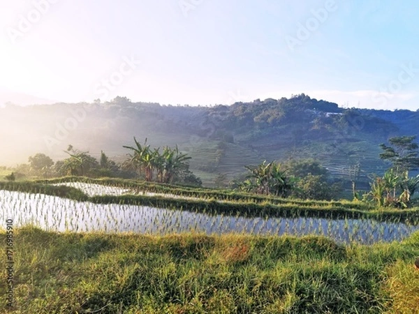 Fototapeta Misty morning light illuminates terraced rice paddies with lush green hills and trees in the background, creating a serene agricultural landscape.