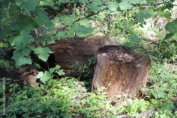 Fototapeta 숲속에 썩은 나무