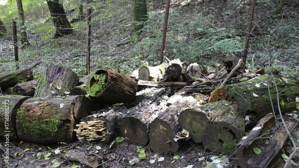 Fototapeta 숲속에 썩은 나무