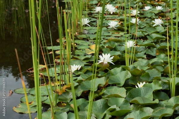 Obraz Lily Pond