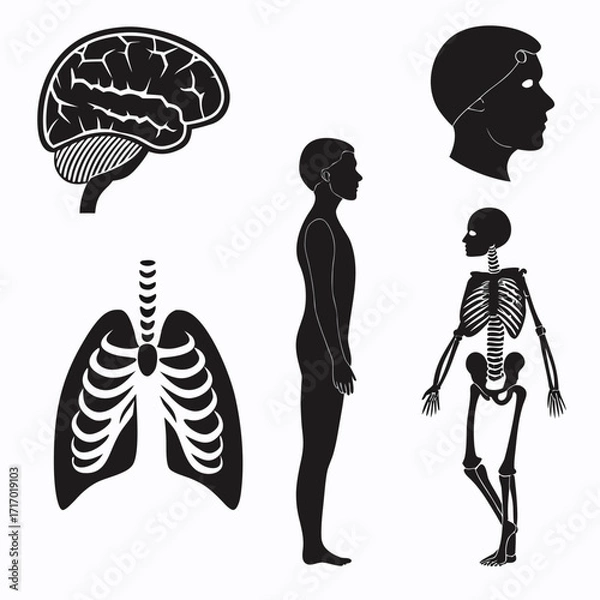 Fototapeta Human Anatomy Icons Including Brain Lungs Skeleton and Head Profile