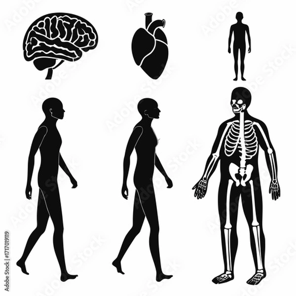 Fototapeta Human Anatomy Icons with Walking Figures and Organs