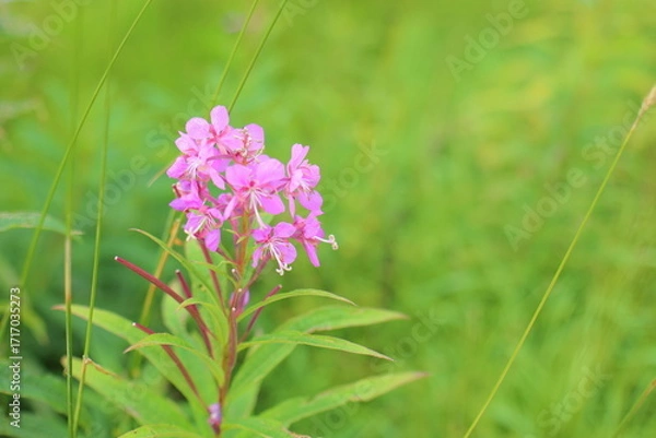 Obraz 長野県横手山のピンクのお花