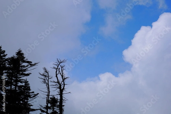 Obraz 長野県横手山の雲の間の青空と木