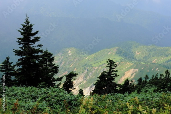 Obraz 長野県横手山付近のカラマツと山