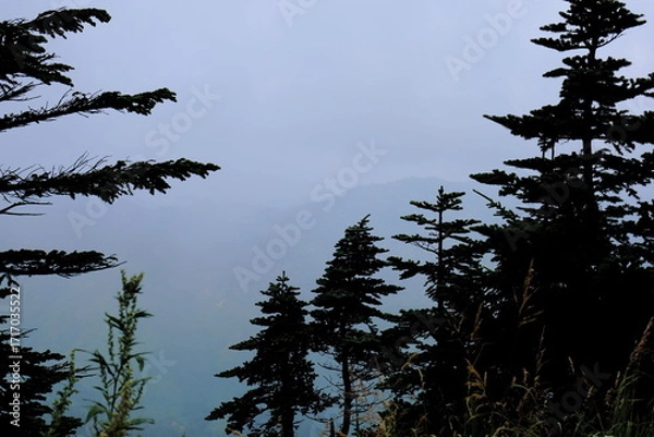 Fototapeta 長野県横手山の木のシルエットと霧