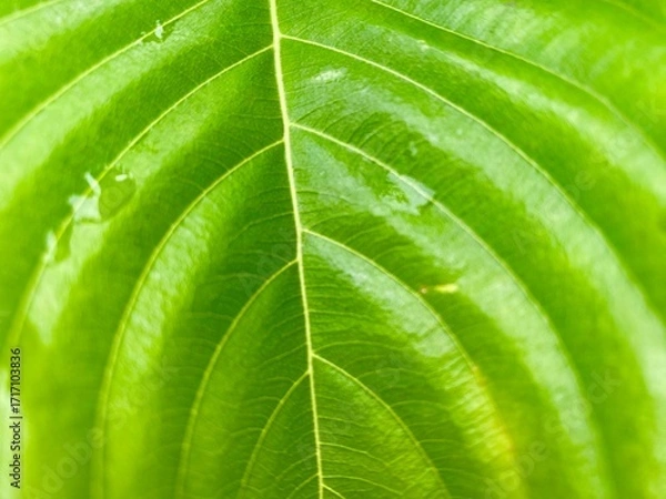 Obraz green leaf texture