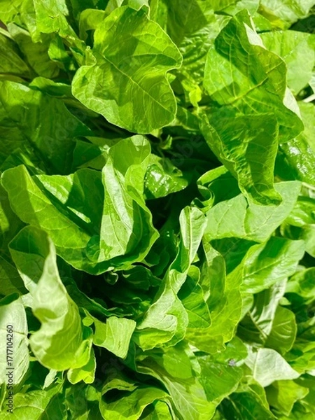 Obraz green leaves background