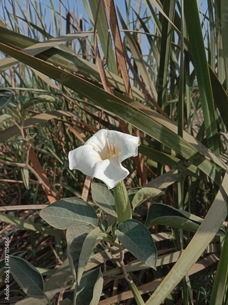 Fototapeta datura innoxia flower pattern or moonflower pattern or recurved thorn-apple flower pattern in the garden 