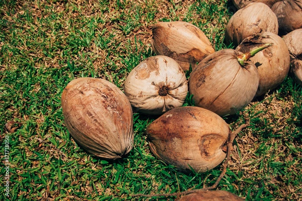Obraz Coconut on the grass