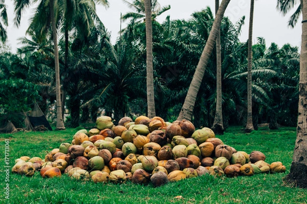 Obraz Coconut on the grass