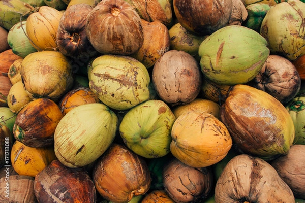 Obraz Coconut on the grass