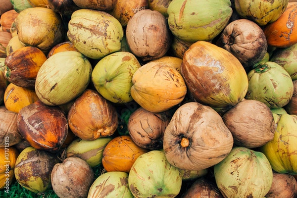 Obraz Coconut on the grass