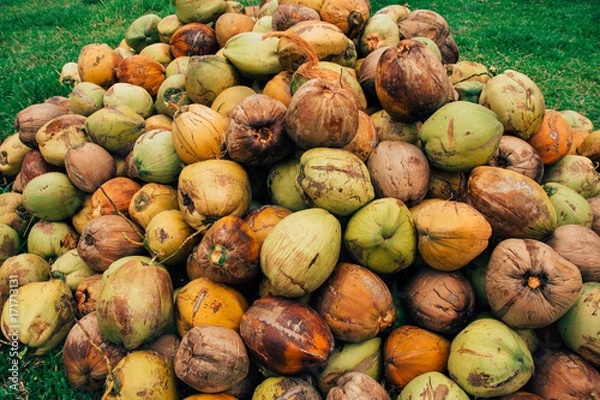 Obraz Coconut on the grass