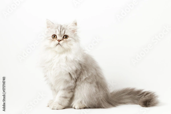 Fototapeta Scottish straight silver tabby spotted long hair kitten sitting on white background 