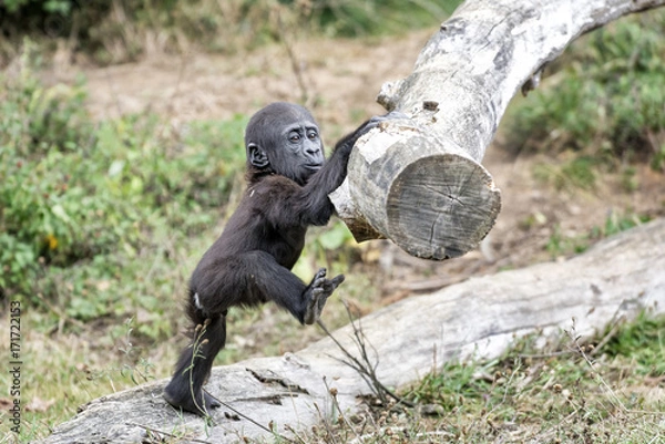 Fototapeta Gorille de 1 an
