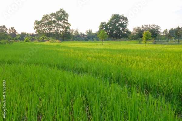 Fototapeta Wide green rice field with trees under bright sky.