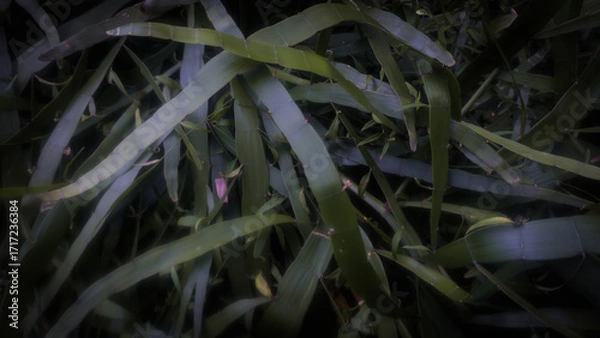 Fototapeta Leaves background photo with macro technique