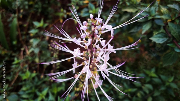 Fototapeta Orthosiphon aristatus in nature, commonly known as Cat's Whiskers or Java Tea (Kumis Kucing in Indonesia, Misai Kucing in Malaysia). Selective focus blurry background.