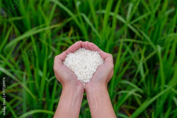 Fototapeta Rice in farmer's hand with green rice plants in background. Agricultural products, human food. Close-up of woman's hand with white rice.