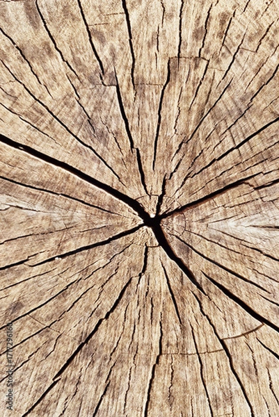 Obraz Wood texture background