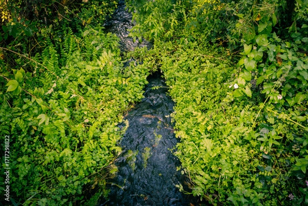 Fototapeta A stream flowing through the forest in Northern Ireland.