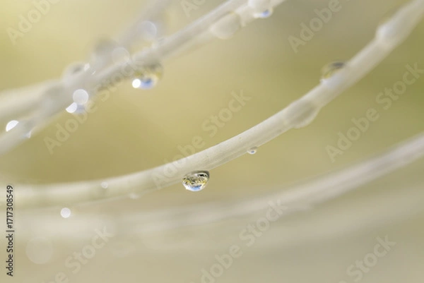 Obraz 白い彼岸花の細長いシベについた水滴