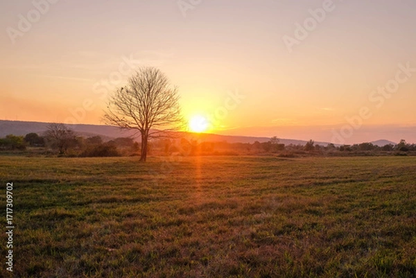 Fototapeta Sun setting over a rural meadow with a lone tree silhouetted against a misty, colorful sky