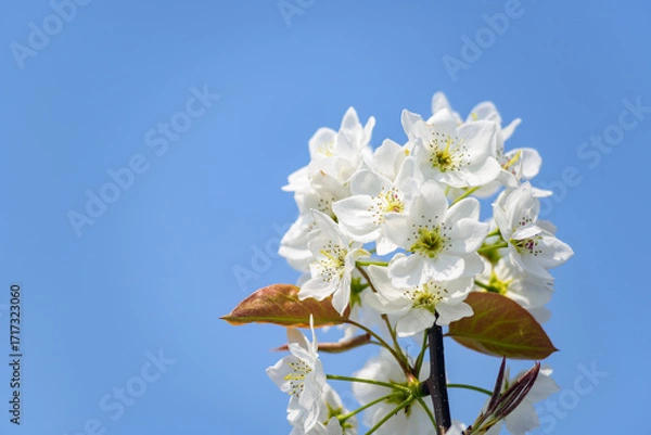 Obraz 青い空と梨の花