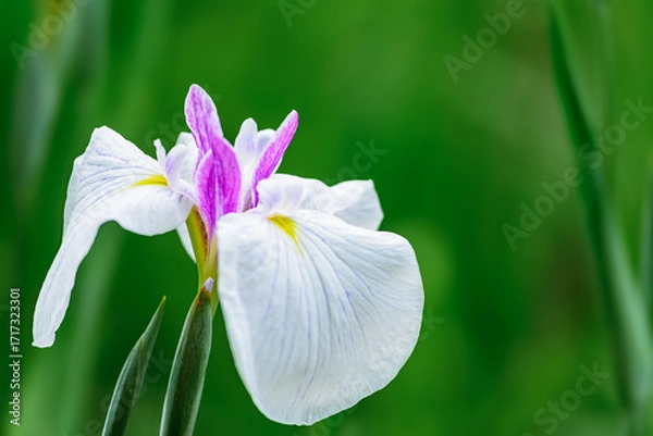 Obraz 晴れ間に咲く花菖蒲