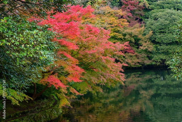 Obraz 高岡古城公園の堀とモミジ