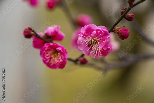 Obraz 寒い日に咲く梅の花