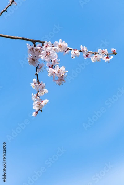 Obraz 青空と見頃の梅の花