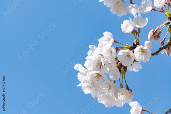 Obraz 陽を浴びて咲く桜