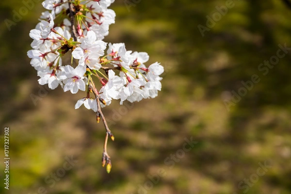 Obraz 見頃を迎えたソメイヨシノ