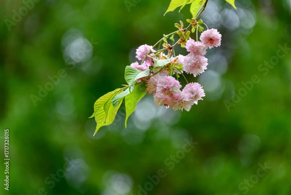 Obraz 新緑と満開の剣折戸菊桜